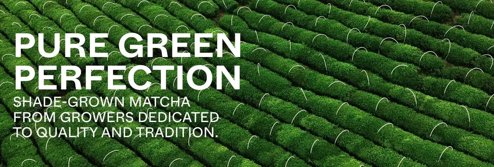 Pure Green Perfection 1600 q25 120kb