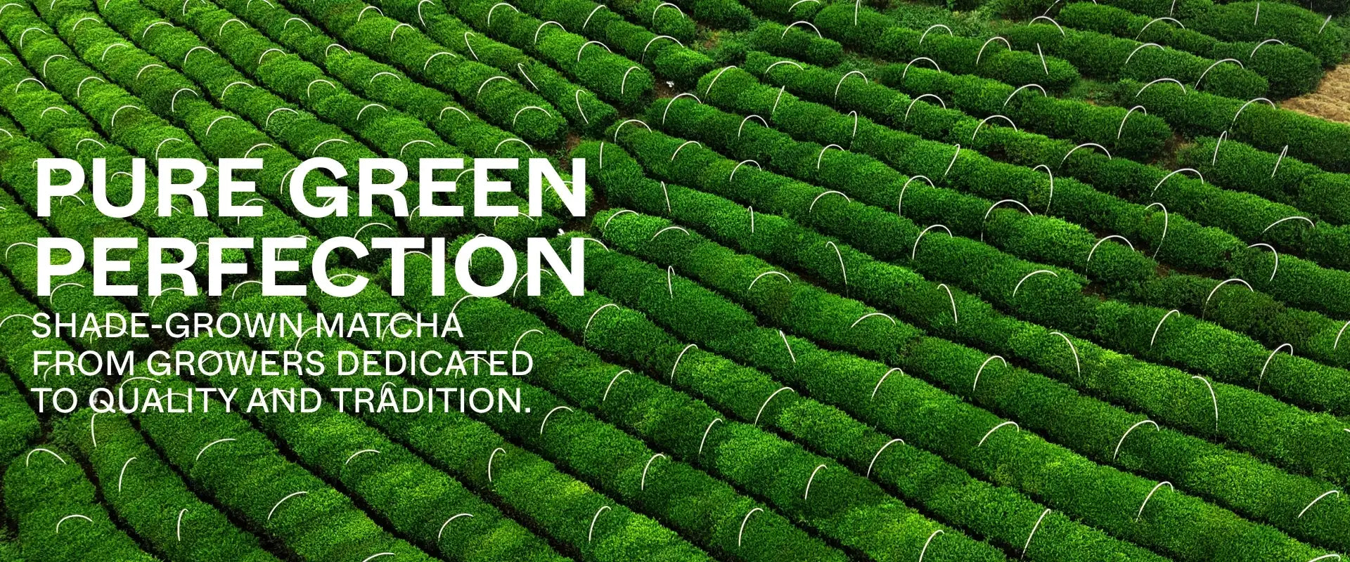 Pure Green Perfection 5