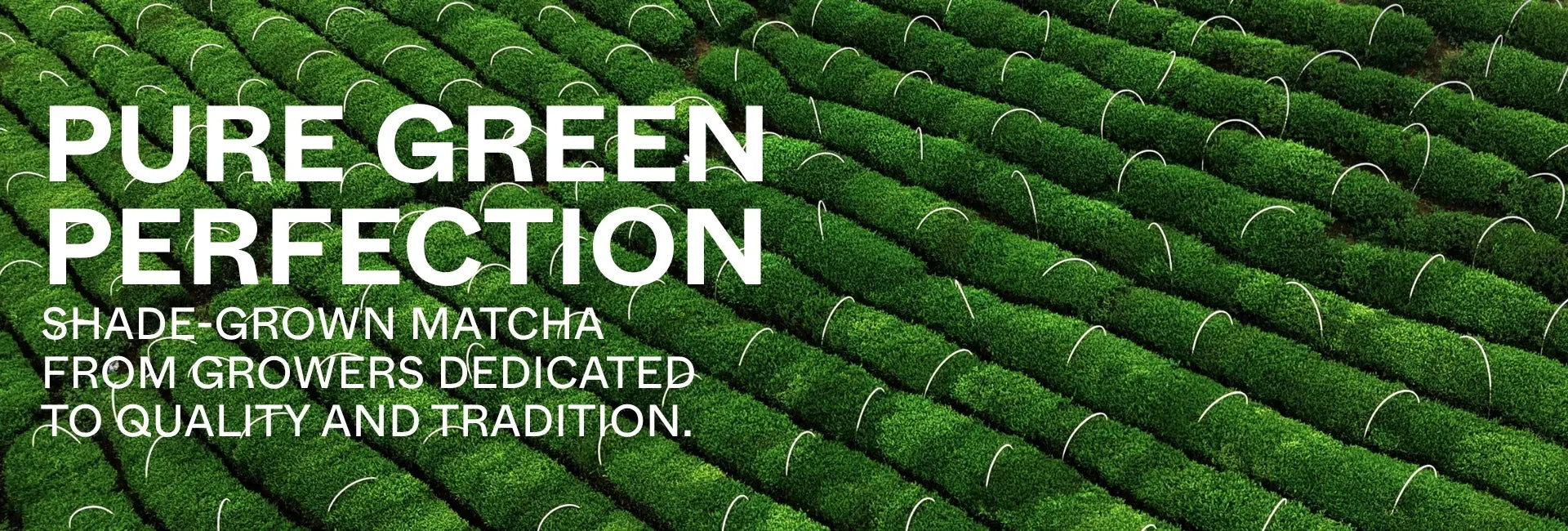Pure Green Perfection 8