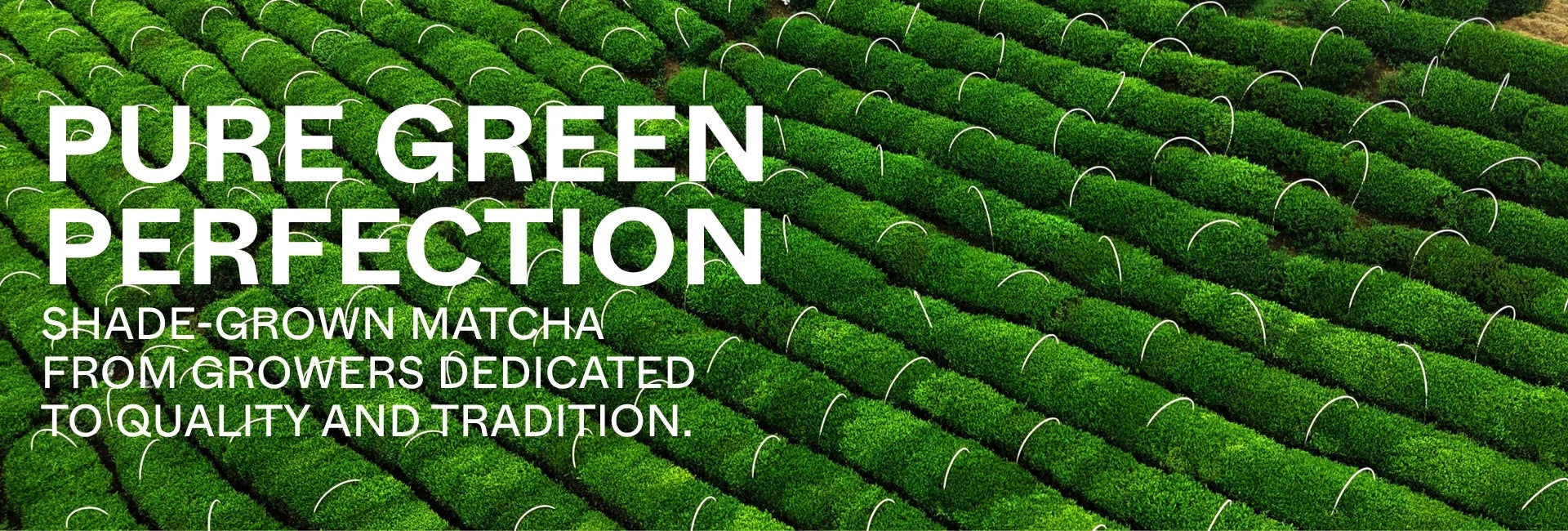Pure Green Perfection Nawo Matcha