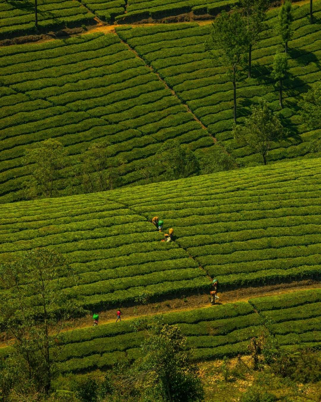nawo matcha field 1